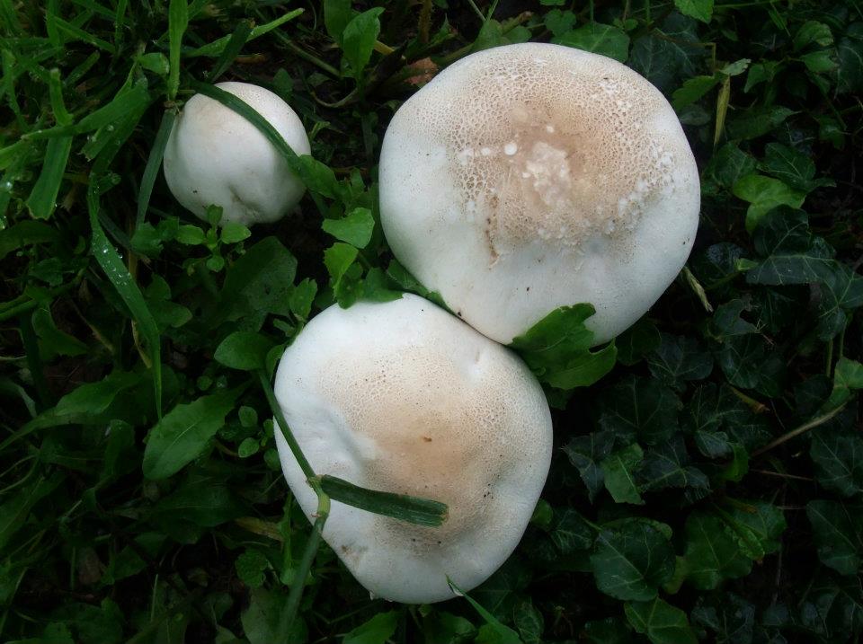 The Field Mushroom