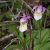 Fairyslipper Orchid