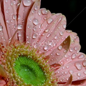 by Md Mamunur Rahman - Flowers Single Flower