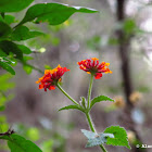 Lantana