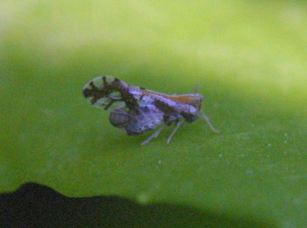 Ornate Planthopper