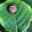 28-spotted Potato Ladybird