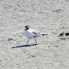 Laughing Gull