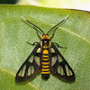 Wasp Mimic Moth