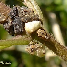 Treehopper nymphs