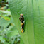 Thoas Swallowtail caterpillar / adult