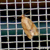 Garden Tortrix moth
