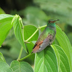 Rufous-tailed Hummingbird