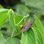 Rufous-tailed Hummingbird