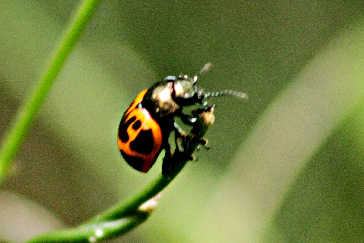 Swamp Milkwood Leaf Beetle