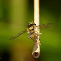 Hoverfly