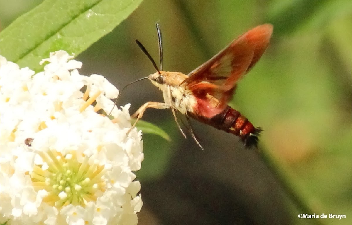 Clearwing hummingbird moth