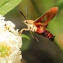 Clearwing hummingbird moth