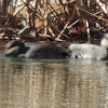 Gadwall Duck