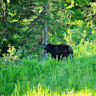 North American Black Bear