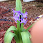 Garden hyacinth