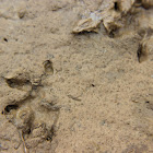 Virginia Opossum tracks