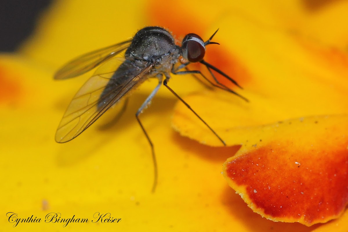 Micro Bee Fly