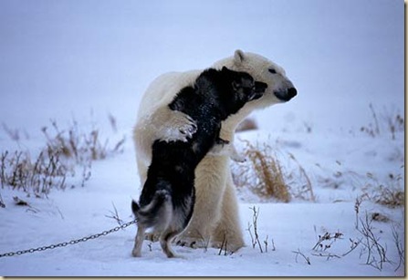 哈士奇vs.北極熊-04