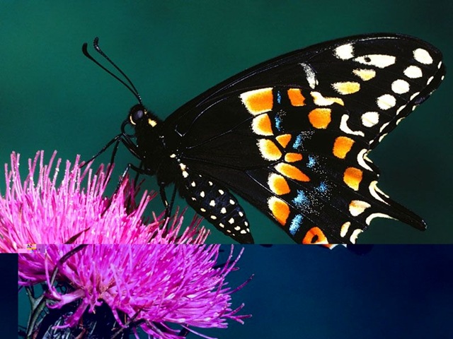 [Butterfly093.jpg]