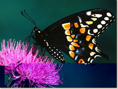 Butterfly-09