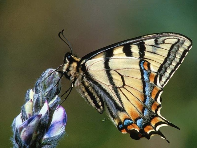 [Butterfly063.jpg]
