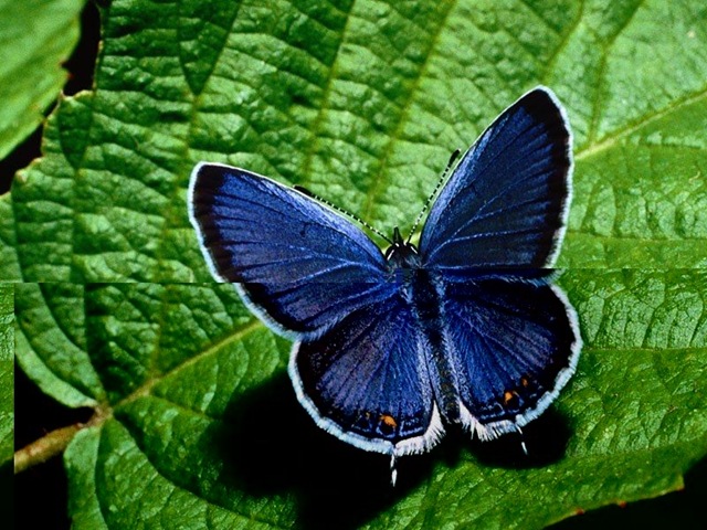 [Butterfly143.jpg]