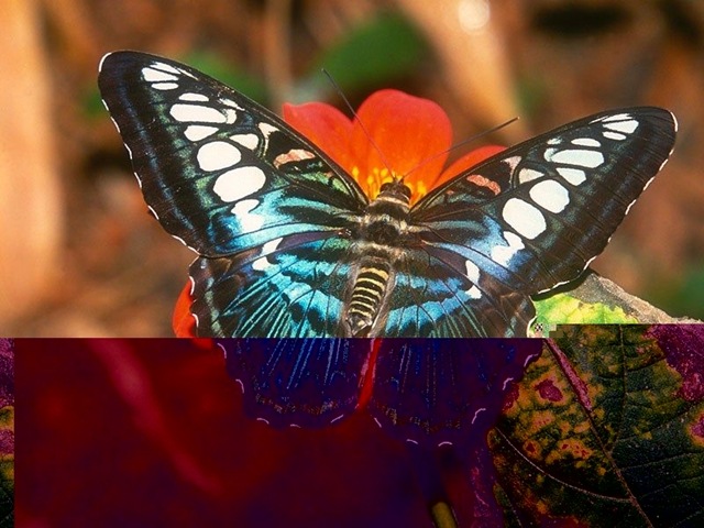 [Butterfly213.jpg]
