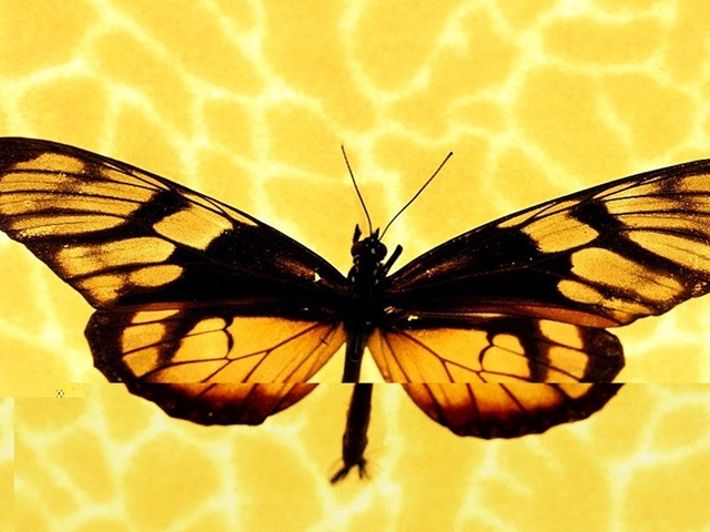 [Butterfly223.jpg]