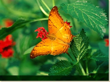 Butterfly-15