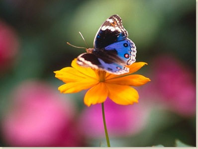 Butterfly-18