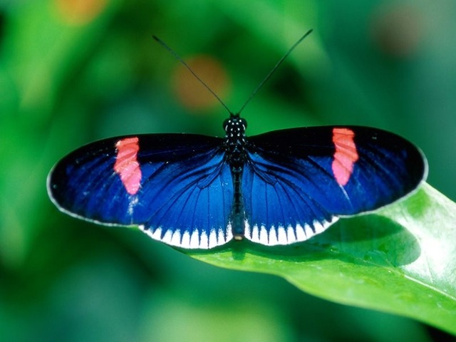 [Butterfly273.jpg]