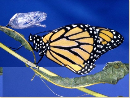 Butterfly-33
