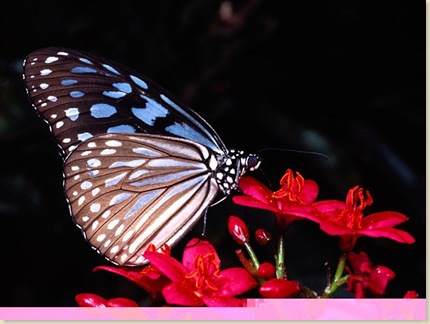Butterfly-36
