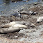 Northern elephant seals