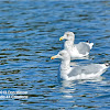 Thayer's gulls