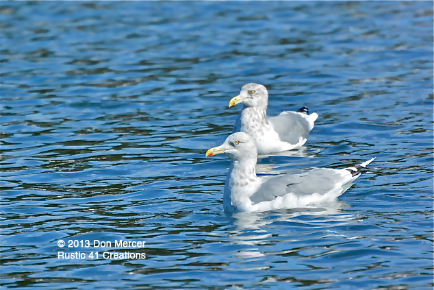 Thayer's gulls