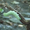 Waved Sphinx Moth larva