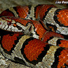 Red x Eastern milk snake
