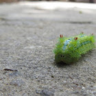 caterpillar. इल्ली.