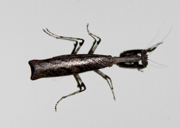 Golden Praying Mantis | Project Noah