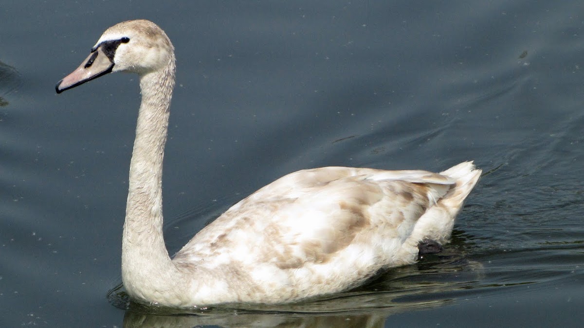 Mute Swan (cygnet)