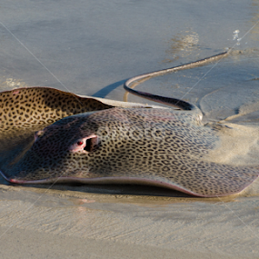 by Ani Das - Animals Sea Creatures