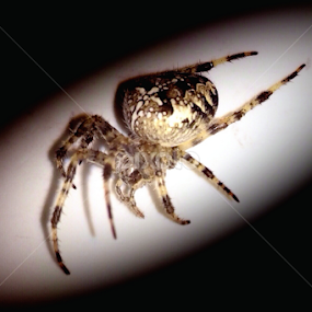 Phobias by Bridget Wegrzyn - Animals Insects & Spiders