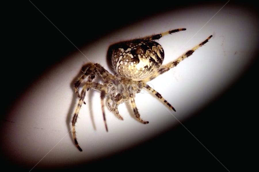 Phobias by Bridget Wegrzyn - Animals Insects & Spiders