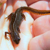 Eastern newt,Central Sub-species