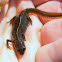 Eastern newt,Central Sub-species