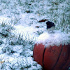 Dark-Eyed Junco