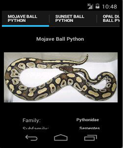 Ball Pythons