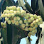 Euphorbia candelabro o euphorbia cactus